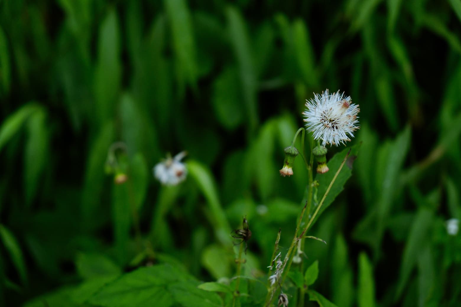 Mindfulness & Wellbeing in Nature overview