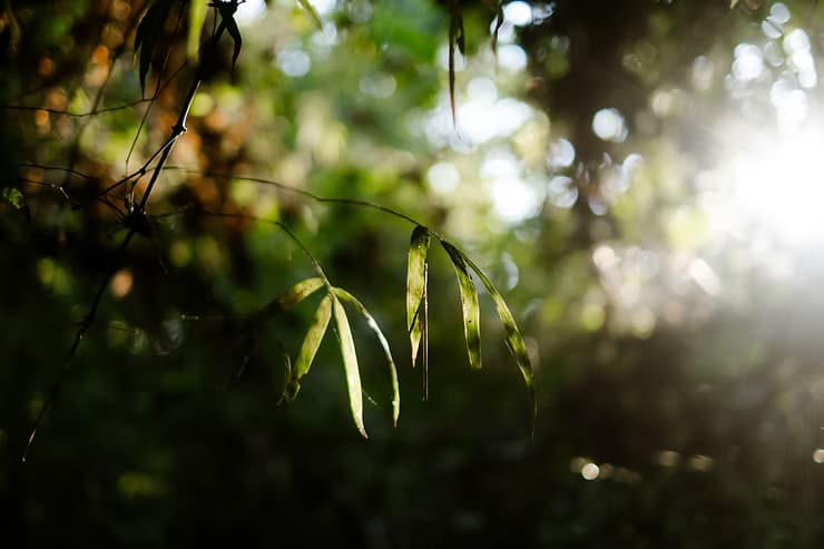 Making Space for the Wild in Southeast Asia